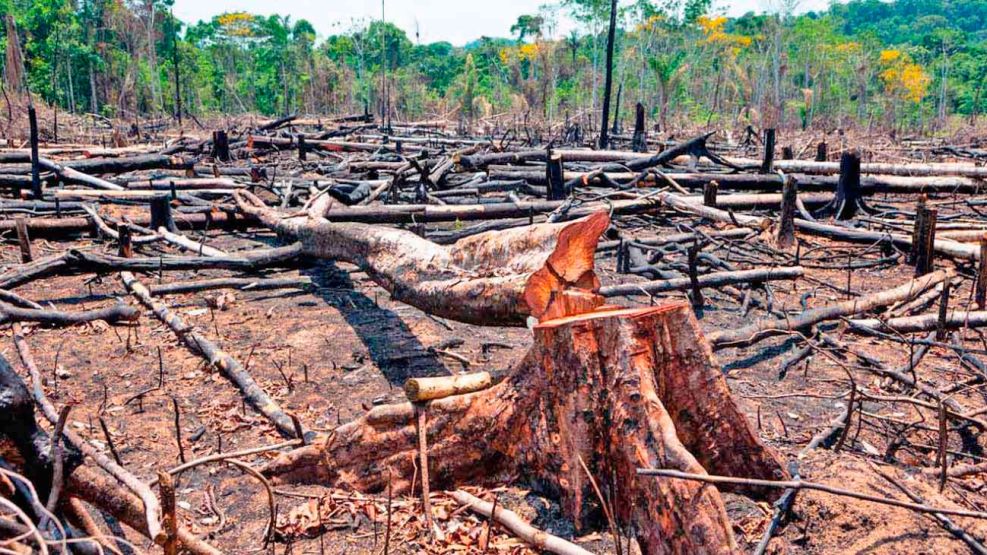 Ley ómnibus: retroceso ambiental grave en Argentina.